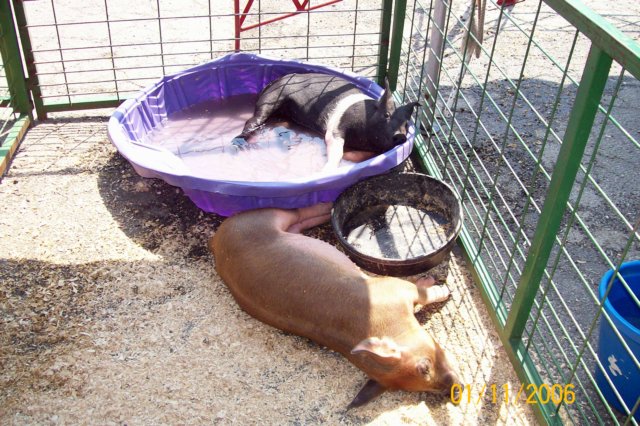 photo35.jpg