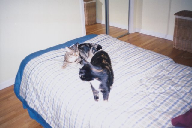 moabandtellicorandyscats.jpg