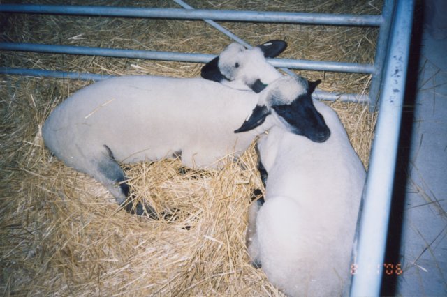 sheep.jpg