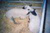 sheep_small.jpg