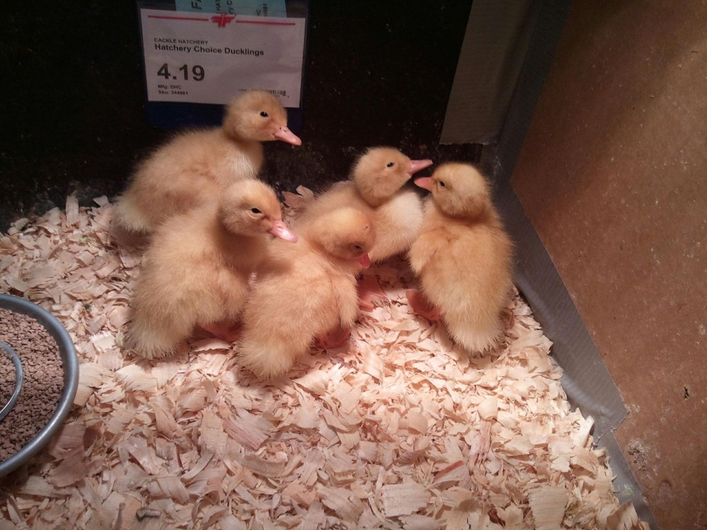 babychicks