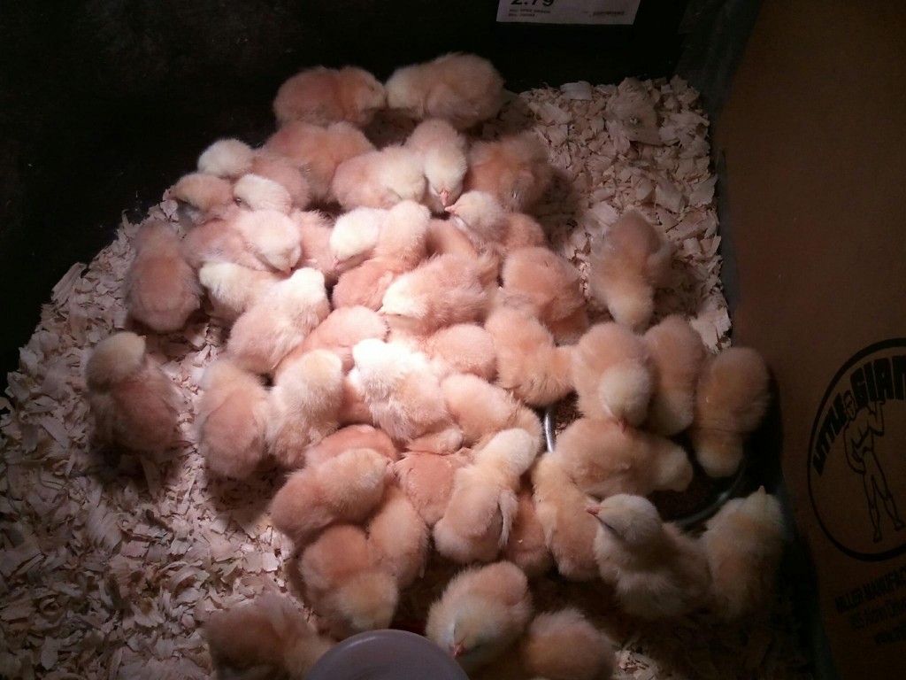 babyducks